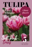Tulppaani 'Love Whisper' 5 kpl - Kukkasipulit - 8711148502494 - 1