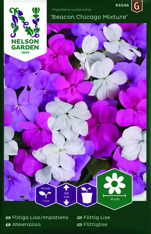 Ahkeraliisa 'Beacon Chicago Mixture' F1 siemen, Nelson Garden - Kukkien siemenet - 7312600935464 - 1