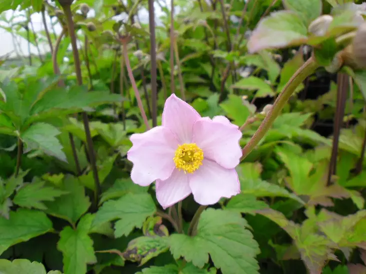 Hopeasyysvuokko 'Robustissima', P10 kotimainen - Perennat - 6417481282544 - 1