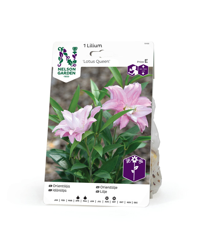 Idänlilja kerrottu 'Lotus Queen', Nelson Garden - Kukkasipulit - 7312600731554 - 1