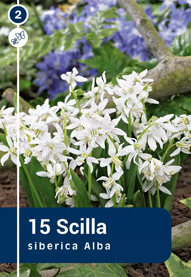 Idänsinililja 'Alba' 15 kpl - Syyssipulit - 8711148235064 - 1