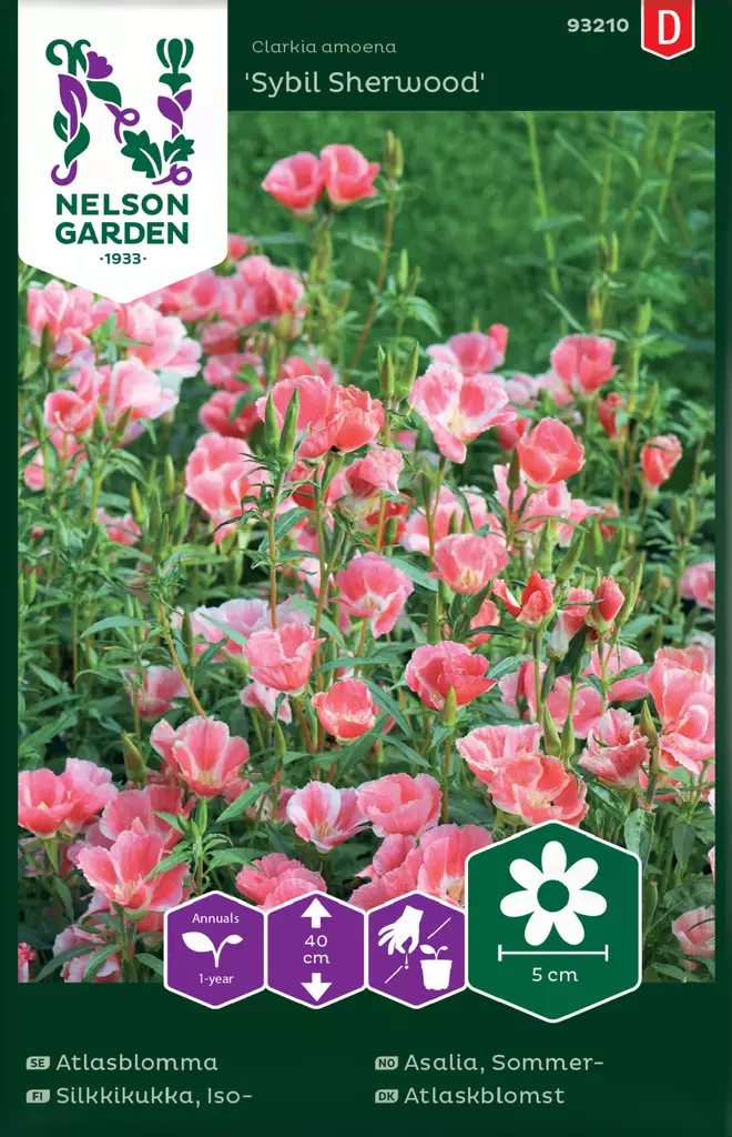 Isosilkkikukka 'Sybil Sherwood' siemen, Nelson Garden - Kukkien siemenet - 7312600932104 - 1