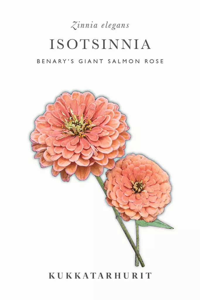 Isotsinnia 'Benary's Giant Salmon Rose' - Kukkien siemenet - 6430081120184 - 1
