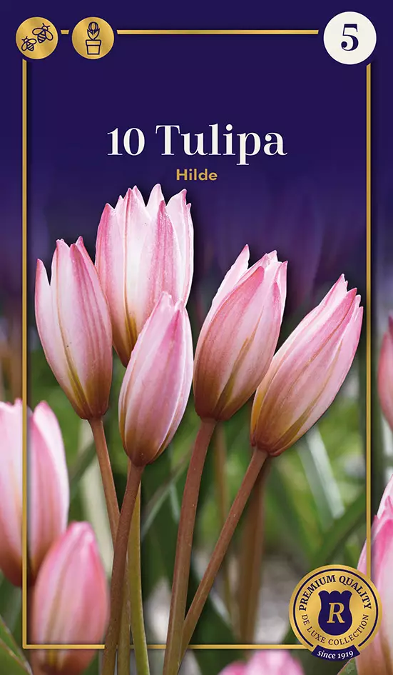 Kainotulppaani 'Hilde' 10 kpl - Kukkasipulit - 8711148302834 - 1