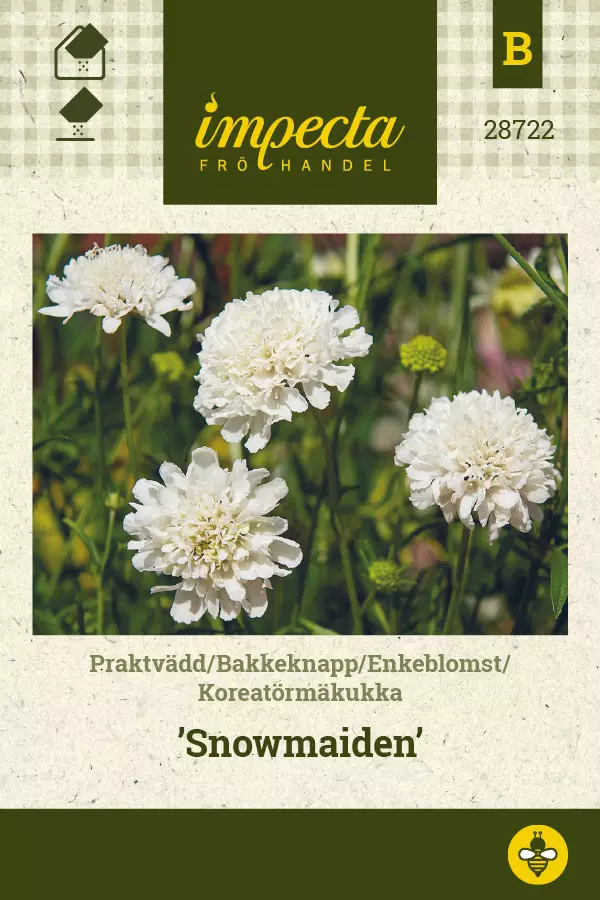 Koreatörmäkukka 'Snowmaiden', siemen, Impecta - Annossiemenet - 7332756287224 - 1