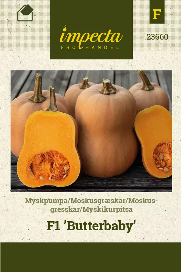 Myskikurpitsa 'Butterbaby' F1, siemen, Impecta - Vihannesten siemenet - 7332756236604 - 1