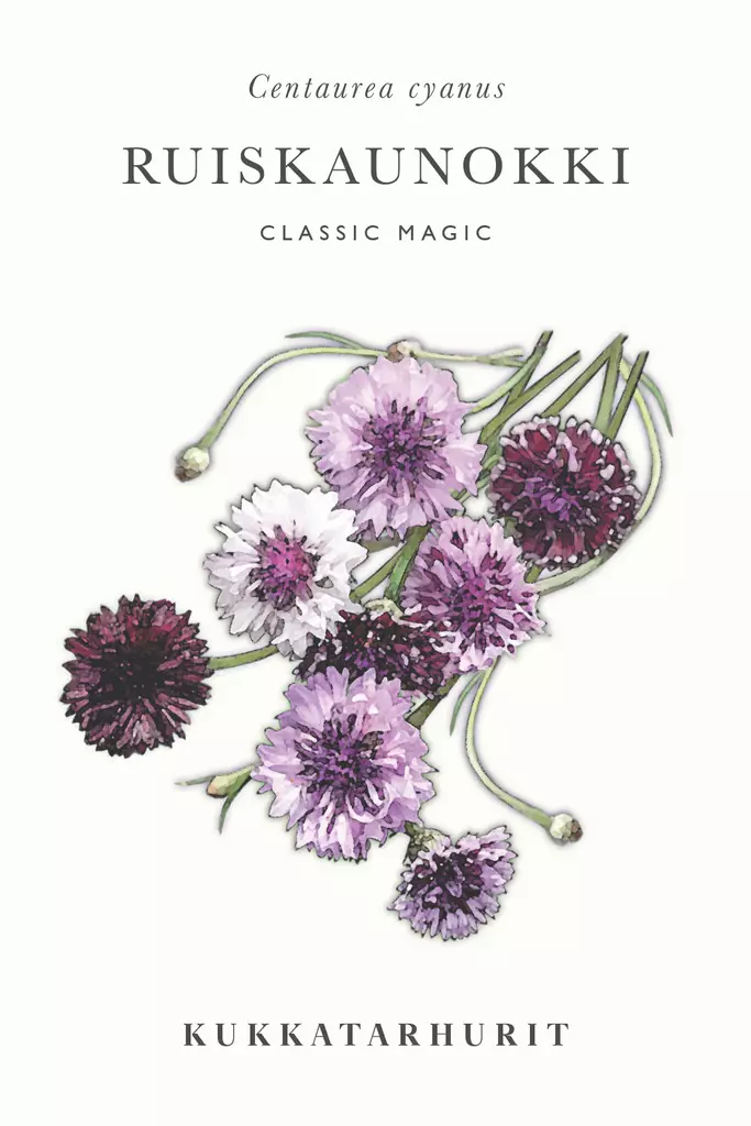 Ruiskaunokki 'Classic Magic' - Kukkien siemenet - 6430081120924 - 1