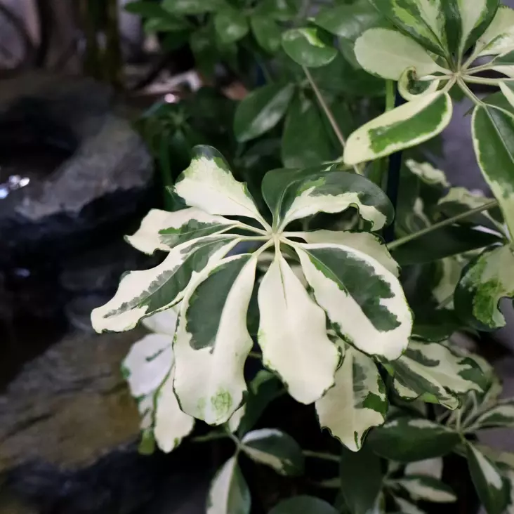 Siroliuska-aralia mix, P13 - Erikoiskasvit ja muut viherkasvit - 8713627288524 - 1