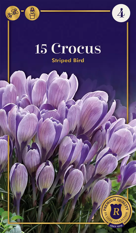 Tähtisahrami 'Striped Bird' 15 kpl - Kukkasipulit - 8711148308584 - 1