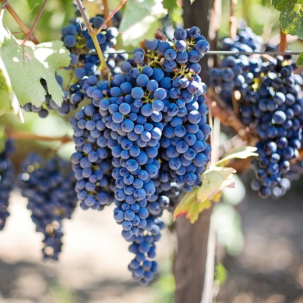 Tarhaojukkaviini 'Zilga' - Köynnöstävät satokasvit - 6419344220014 - 1