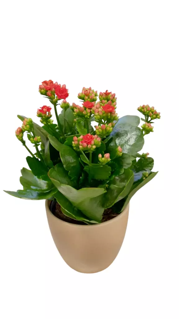 Tulilatva 12cm - Joulukukat ja -kasvit - 8713626844454 - 1