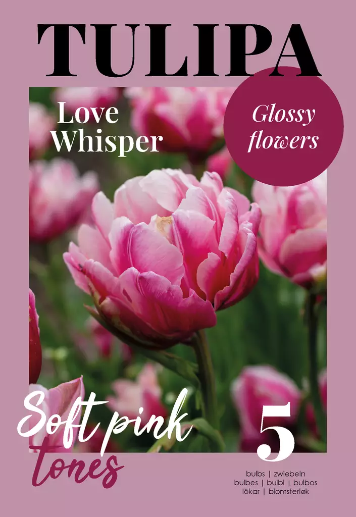 Tulppaani 'Love Whisper' 5 kpl - Kukkasipulit - 8711148502494 - 1