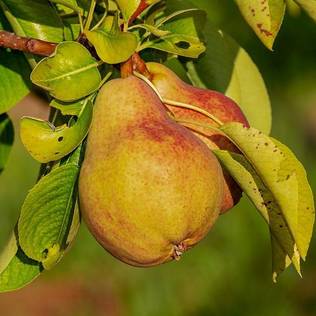 Kesäpäärynäpuu 'Lada' - Päärynäpuut - 6419344150205 - 1