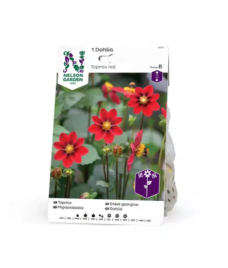 Daalia 'Toppmix', punainen, Nelson Garden - Kukkasipulit - 7312600722255 - 1