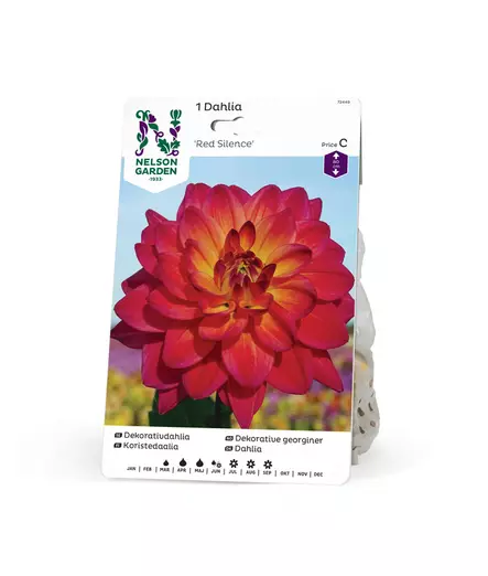 Koristedaalia 'Red Silence', Nelson Garden - Kukkasipulit - 7312600724495 - 1
