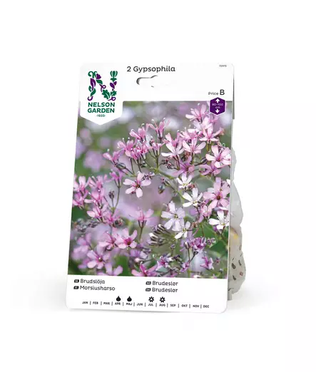 Morsiusharso, roosa, Nelson Garden - Kukkasipulit - 7312600729155 - 1