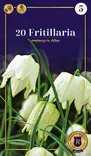 Kirjopikarililja 'Alba' 20 kpl - Kukkasipulit - 8711148302995 - 1