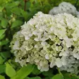 Pallohortensia 'Annabelle' 3 L - Hortensiat - 6419127300445 - 1