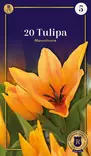 Terttutulppaani 'Moondance' 20 kpl - Kukkasipulit - 8711148502715 - 1