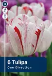 Triumpftulppaani 'One Direction' 6 kpl - Kukkasipulit - 8711148502975 - 1