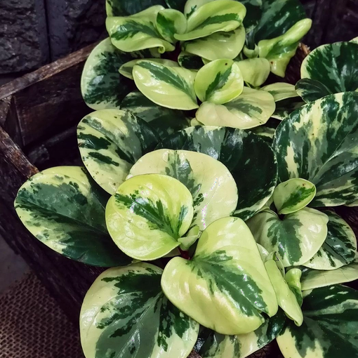 Amerikanmuori, P12 - Muorinkukat - 6419464072655 - 1