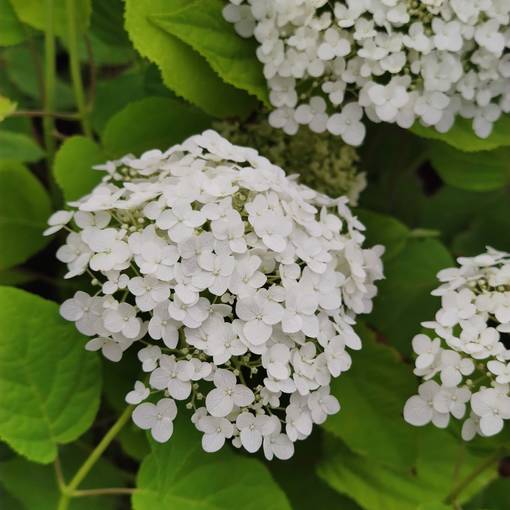 Pallohortensia 'Strong Annabelle', 3 L - Koristepensaat - 8717191523455 - 1