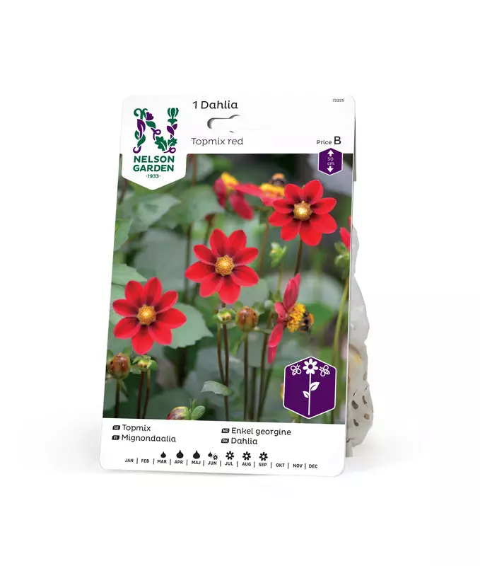 Daalia 'Toppmix', punainen, Nelson Garden - Kukkasipulit - 7312600722255 - 1