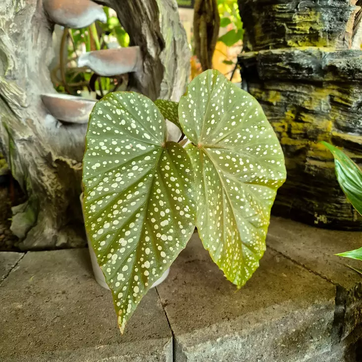 Enkelinsiipi (pistokas), P11 - Erikoiskasvit ja muut viherkasvit - 8717191285195 - 1