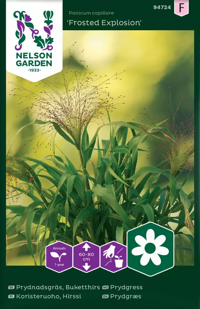 Hirssi 'Frosted Explosion' (koristeruoho) siemen, Nelson Garden - Kukkien siemenet - 7312600947245 - 1