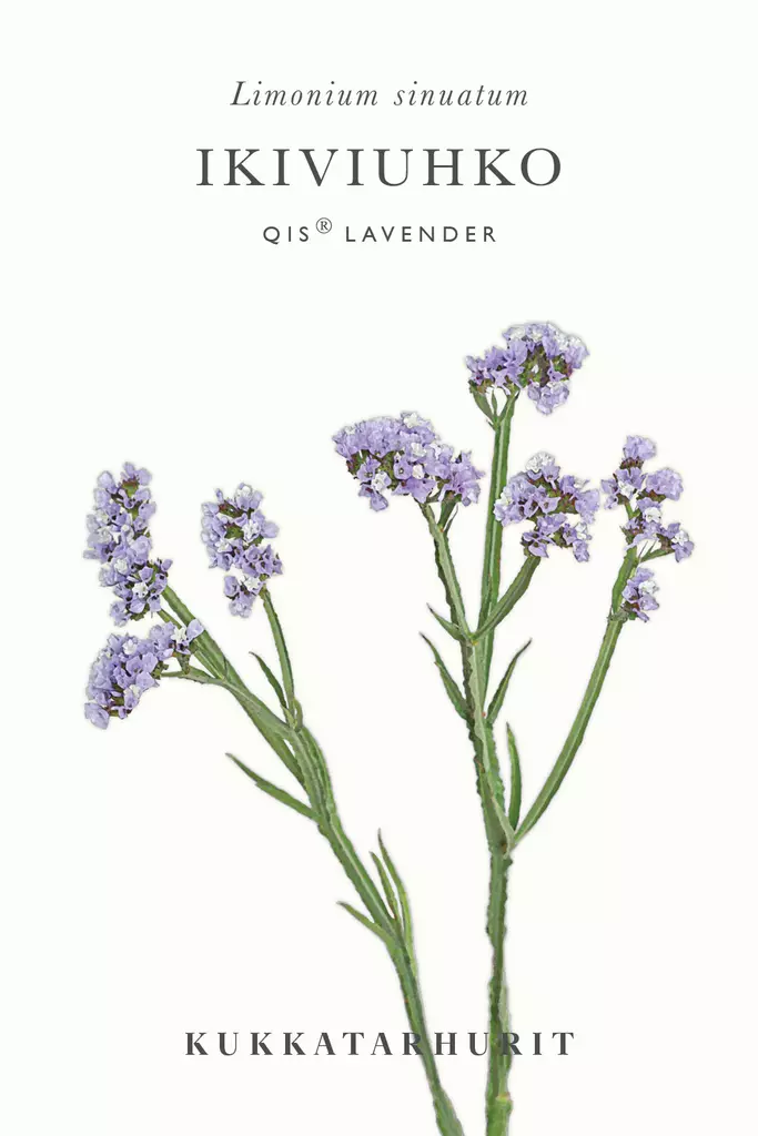 Ikiviuhko 'Qis Lavender' - Annossiemenet - 6430081120085 - 1