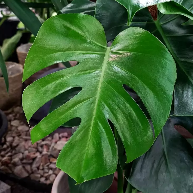 Jättipeikonlehti, P19 - Vehkat ja peikonlehdet - 87136266654145 - 1