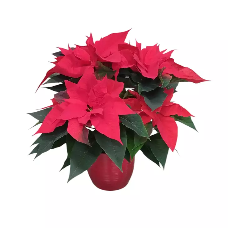 Joulutähti monilatva XL, kotimainen - Joulukukat ja -kasvit - 8713626222055 - 1