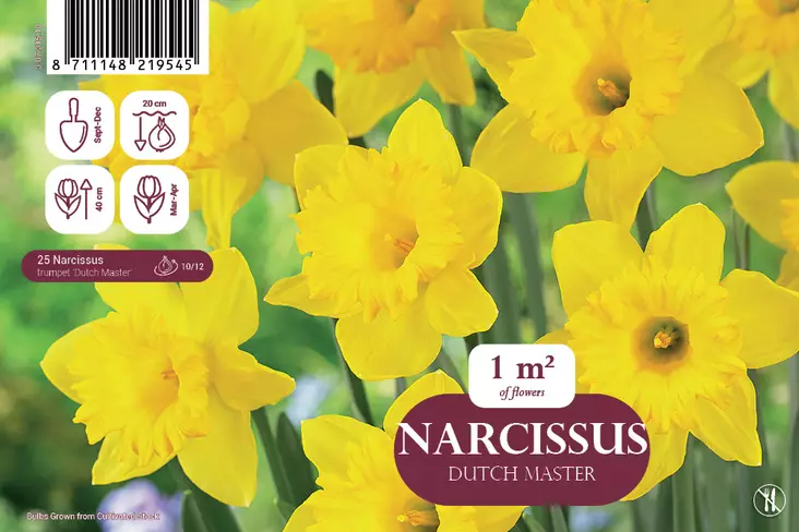 Keltanarsissi 'Dutch Master' 25 kpl - Syyssipulit - 8711148219545 - 1