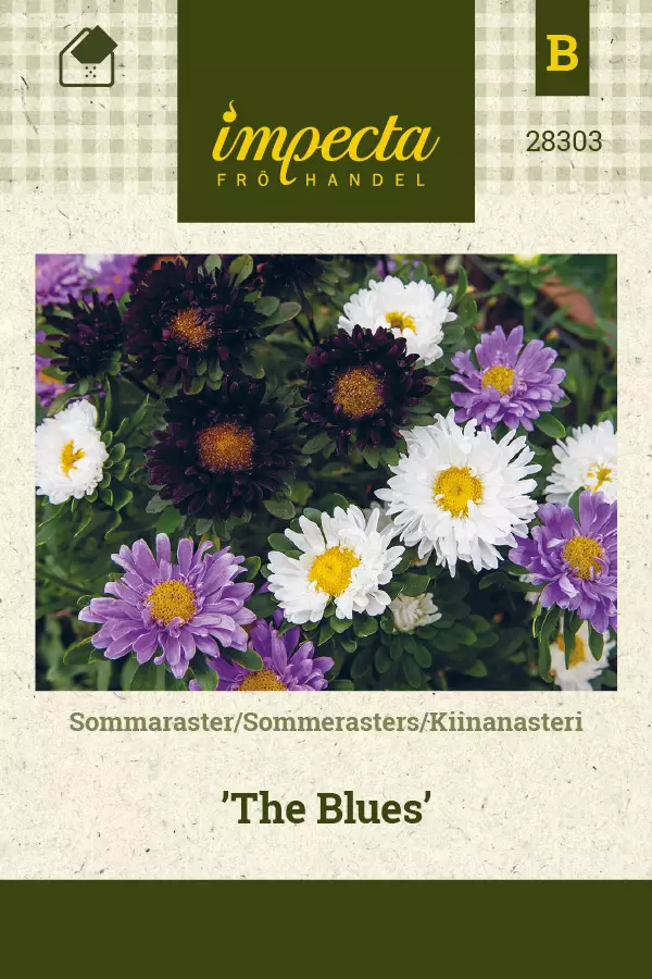 Kiinanasteri 'The Blues', siemen, Impecta - Annossiemenet - 7332756283035 - 1