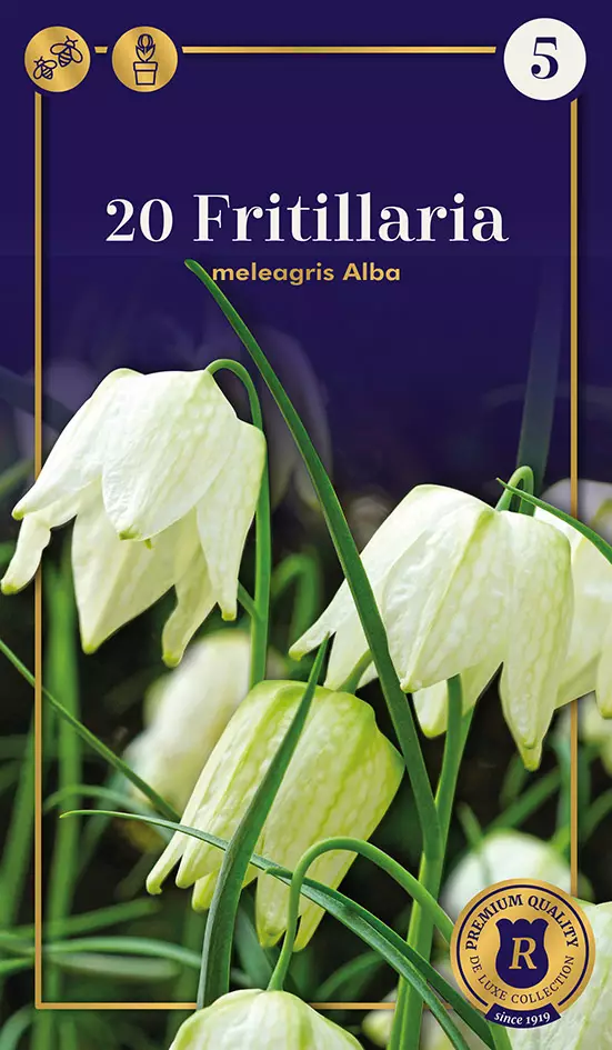 Kirjopikarililja 'Alba' 20 kpl - Kukkasipulit - 8711148302995 - 1