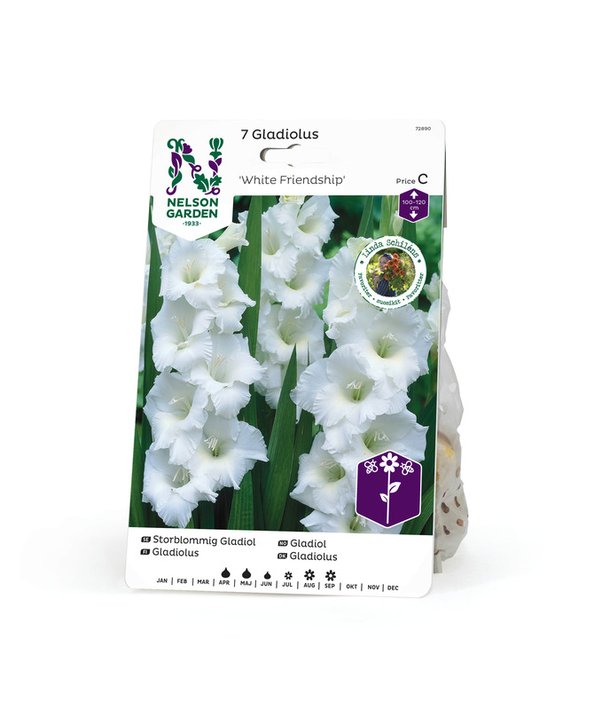 Miekkalilja 'White Friendship', Nelson Garden - Kukkasipulit - 7312600728905 - 1