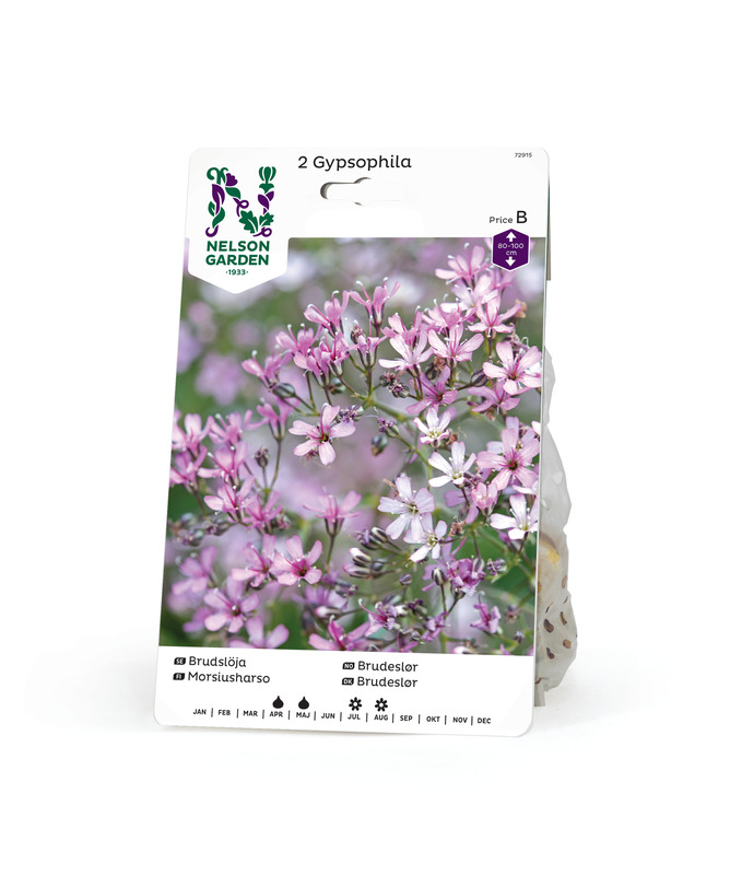 Morsiusharso, roosa, Nelson Garden - Kukkasipulit - 7312600729155 - 1