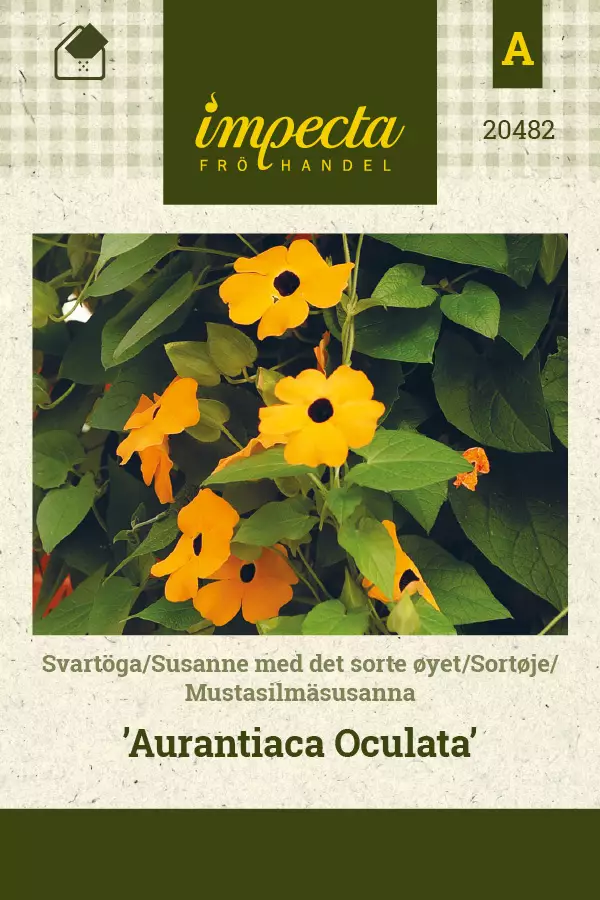 Mustasilmäsusanna 'Aurantiaca Oculata', siemen, Impecta - Kukkien siemenet - 7332756204825 - 1