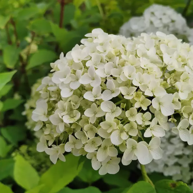 Pallohortensia 'Annabelle' 3 L - Hortensiat - 6419127300445 - 1