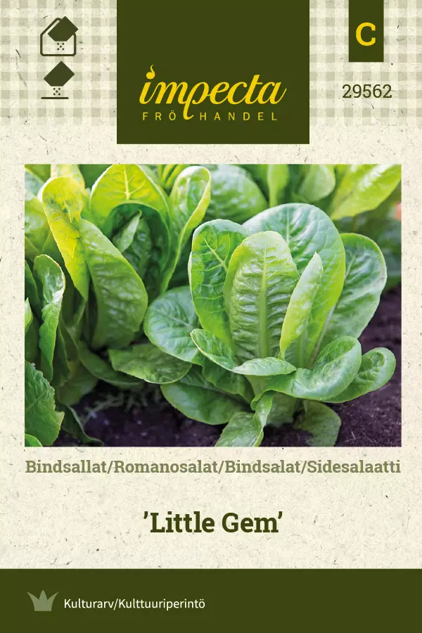 Sidesalaatti 'Little Gem', siemen, Impecta - Vihannesten siemenet - 7332756295625 - 1
