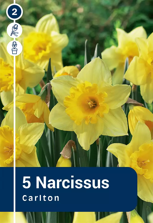 Tarhanarsissi 'Carlton' 5 kpl - Syyssipulit - 8711148314455 - 1