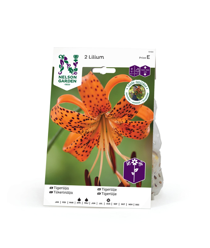 Tiikerililja, Nelson Garden - Kukkasipulit - 7312600731905 - 1