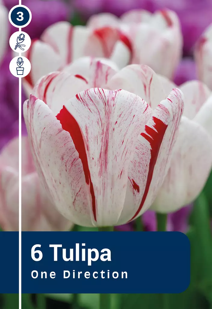 Triumpftulppaani 'One Direction' 6 kpl - Kukkasipulit - 8711148502975 - 1