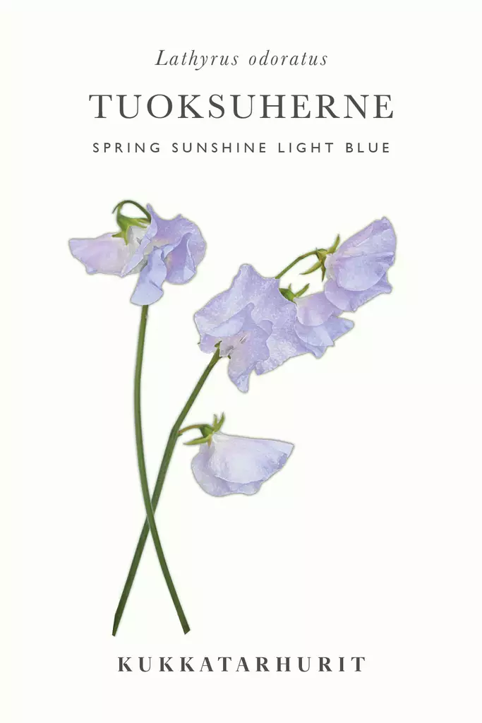 Tuoksuherne 'Spring Sunshine Light Blue' - Annossiemenet - 6430081121105 - 1