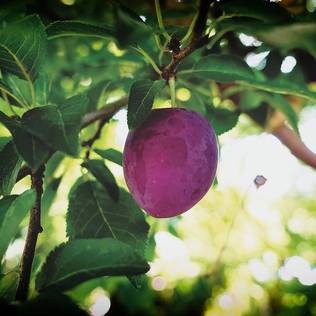 Luumupuu 'Kuokkalan Punaluumu' - Hedelmäpuut - 6419872133626 - 1