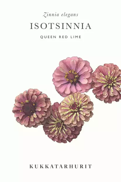 Isotsinnia 'Queen Red Lime' - Kukkien siemenet - 6430081120306 - 1