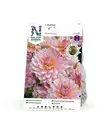 Koristedaalia 'Pink Magic', Nelson Garden - Kukkasipulit - 7312600726406 - 1