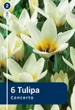 Lummetulppaani 'Concerto' 6 kpl - Syyssipulit - 8711148314356 - 1