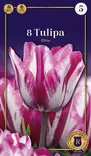 Triumftulppaani 'Ohio' 8 kpl - Kukkasipulit - 8711148502746 - 1