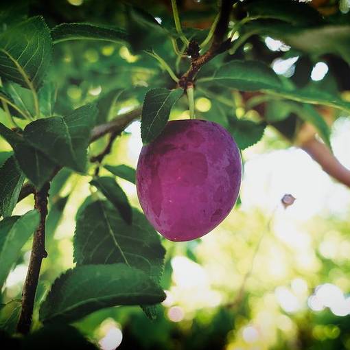 Luumupuu 'Kuokkalan Punaluumu' - Hedelmäpuut - 6419872133626 - 1